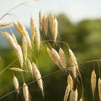 Golden oat stalks with feathery awns swaying in sunlight