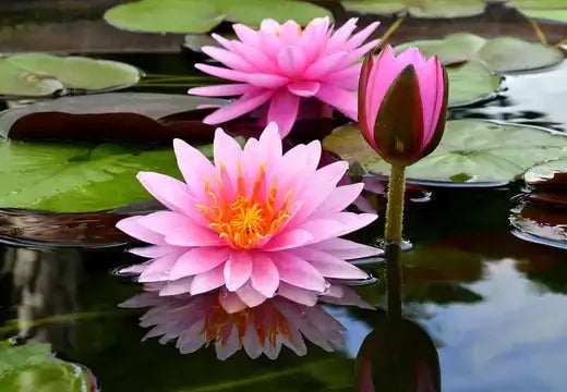 Best Water Plants for an Aquatic Setting - TN Nursery