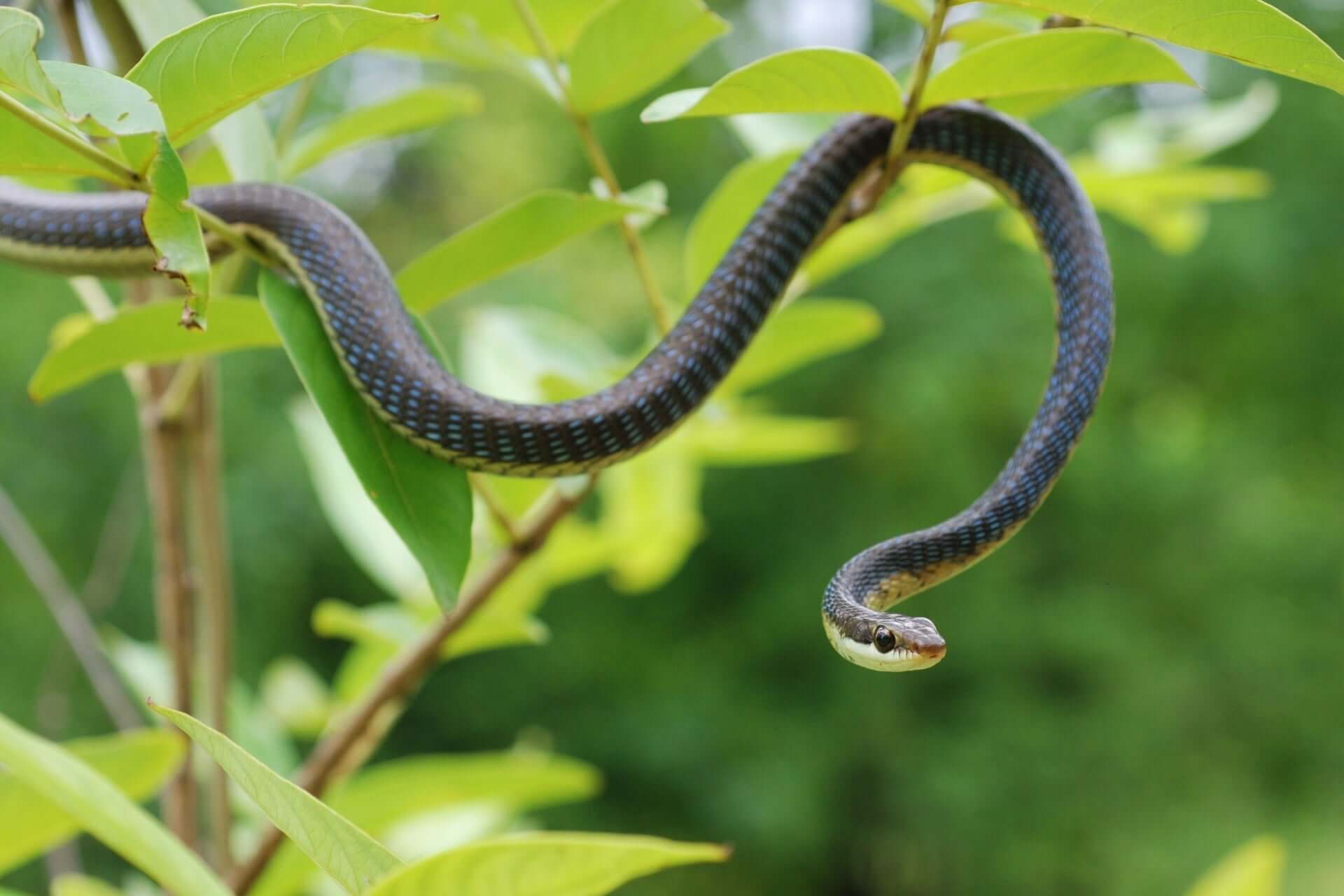 Garden Snake Python Your Ecosystem Benefits from Having Garden Snakes – TN Nursery