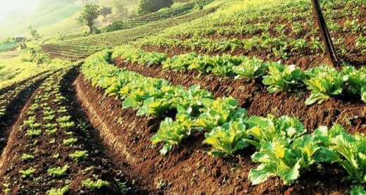 Create A Sustainable Food Supply On One Acre - TN Nursery