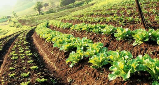 Create A Sustainable Food Supply On One Acre - TN Nursery