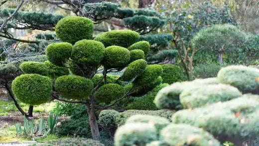 Colorful Landscaping With Quality Plants - TN Nursery