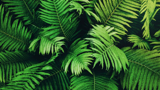 Making Crafts From Native Ferns - TN Nursery