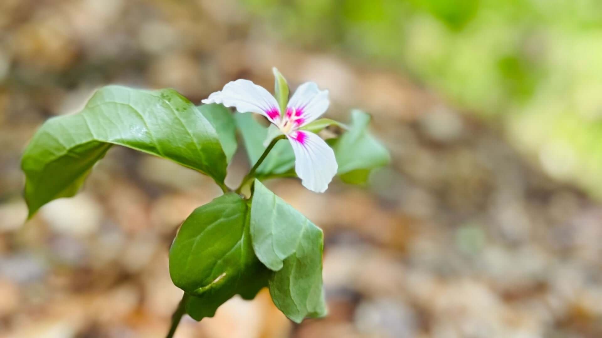 Painted Trillium