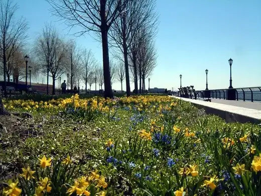 The Battery Conservancy - An Amercian Idea - TN Nursery