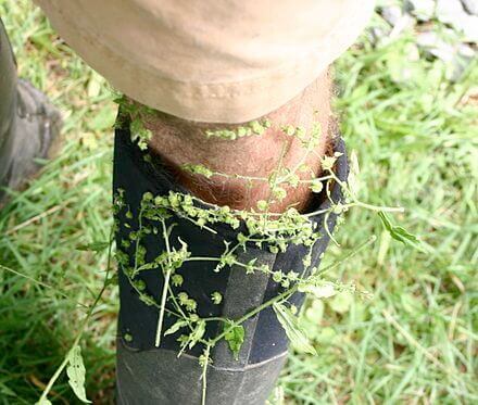 Wholesale Plants at Tn Nursery - TN Nursery - TN Nursery