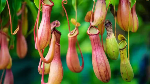 Carnivorous Plants - Description and Facts - TN Nursery