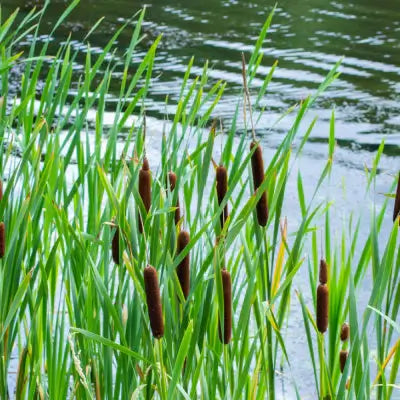 Cattails Plants - Control and Growing - TN Nursery