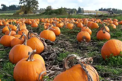 Pumpkin Patch