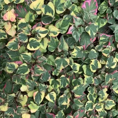 Warm Season Groundcover Favorites - TN Nursery