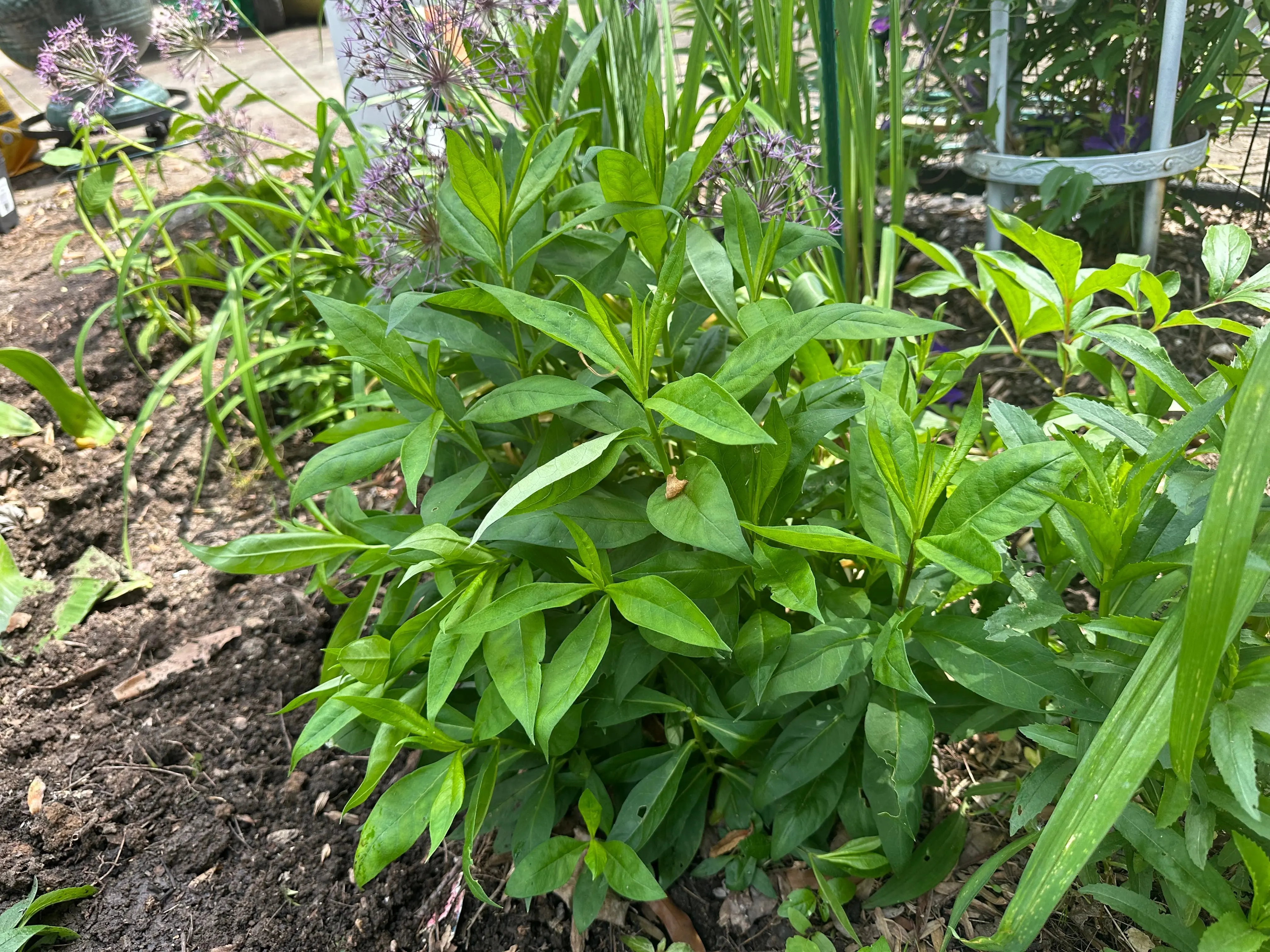 Shade Gardening