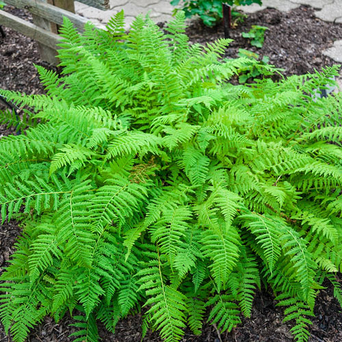 Christmas Ferns Are Good Choices For Year Round Green - TN Nursery