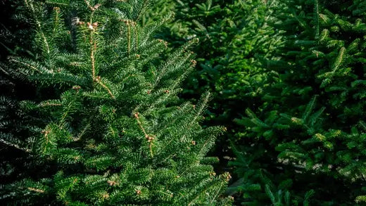 Christmas Trees - Facts, Traditions and Symbols - TN Nursery