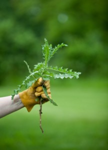 Controlling Your Garden's Weeds | TN Nursery - TN Nursery