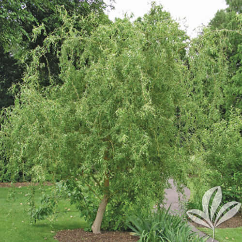 Corkscrew Willows a.k.a. the Curly Willow - TN Nursery