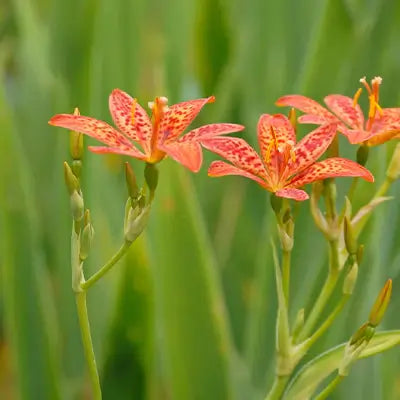 Create a Garden Oasis with the Exquisite Blackberry Lily - TN Nursery