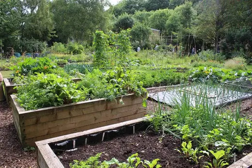Creating a Fabulous Home Garden in 10 Days - TN Nursery