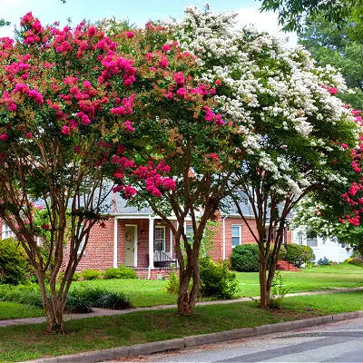 Crepe Myrtle and Why You Should Plant Them in Your Garden - TN Nursery