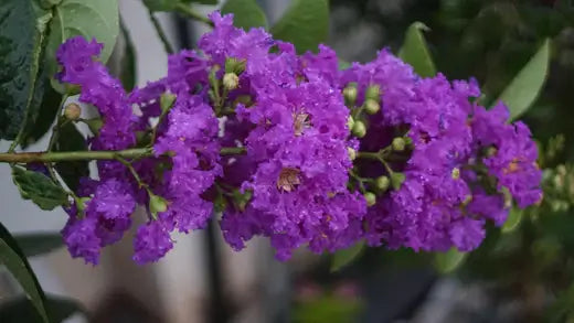 Crepe Myrtle Plant - All About Them - TN Nursery