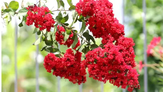 Crepe Myrtles: A Testament to the Power of Nature's Beauty - TN Nursery