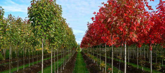 The Best Online Nurseries in the U.S. — And Why TN Nursery Leads the List
