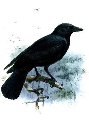 Crows - Facts and Information to Know - TN Nursery