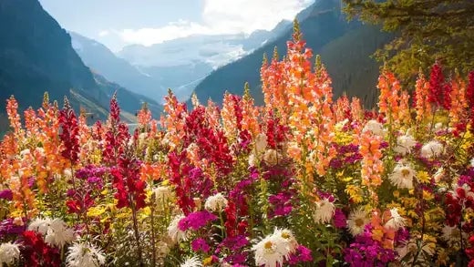 Wildflowers | Information | TN Nursery - TN Nursery