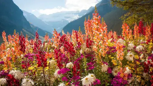 Wildflowers | Information | TN Nursery - TN Nursery