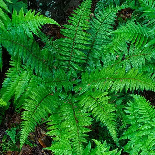 Lush green fern with detailed fronds - TN Nursery