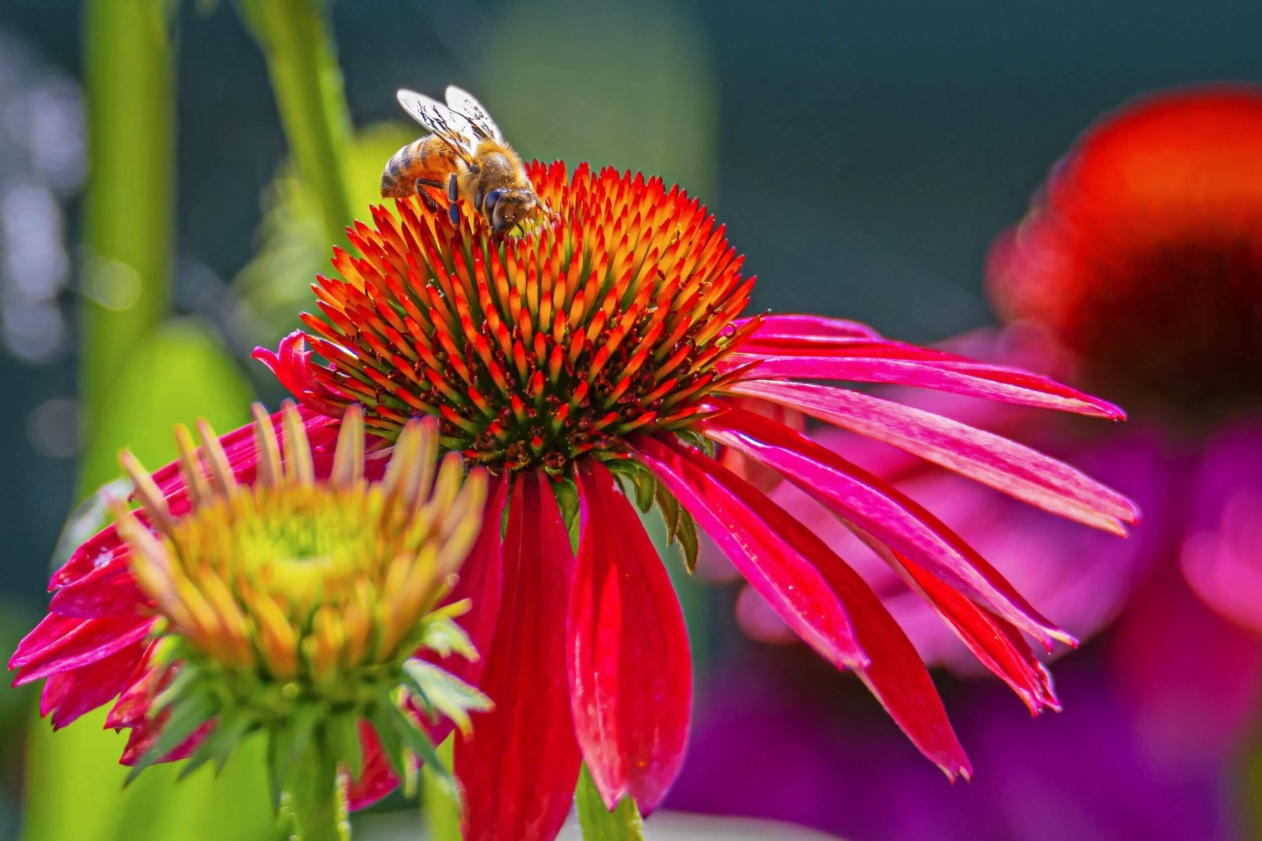 Attract Bird With Perennials 