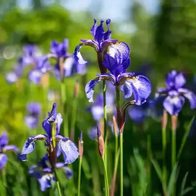 Siberian Iris - TN Nursery