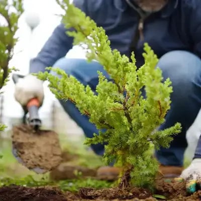 The Cypress Family Benefit of Juniper Shrubs - TN Nursery