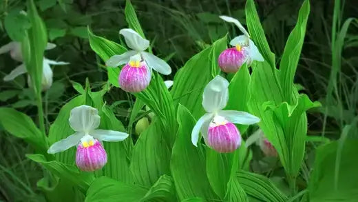 Showy Pink Lady Slipper in TN Nursery - TN Nursery
