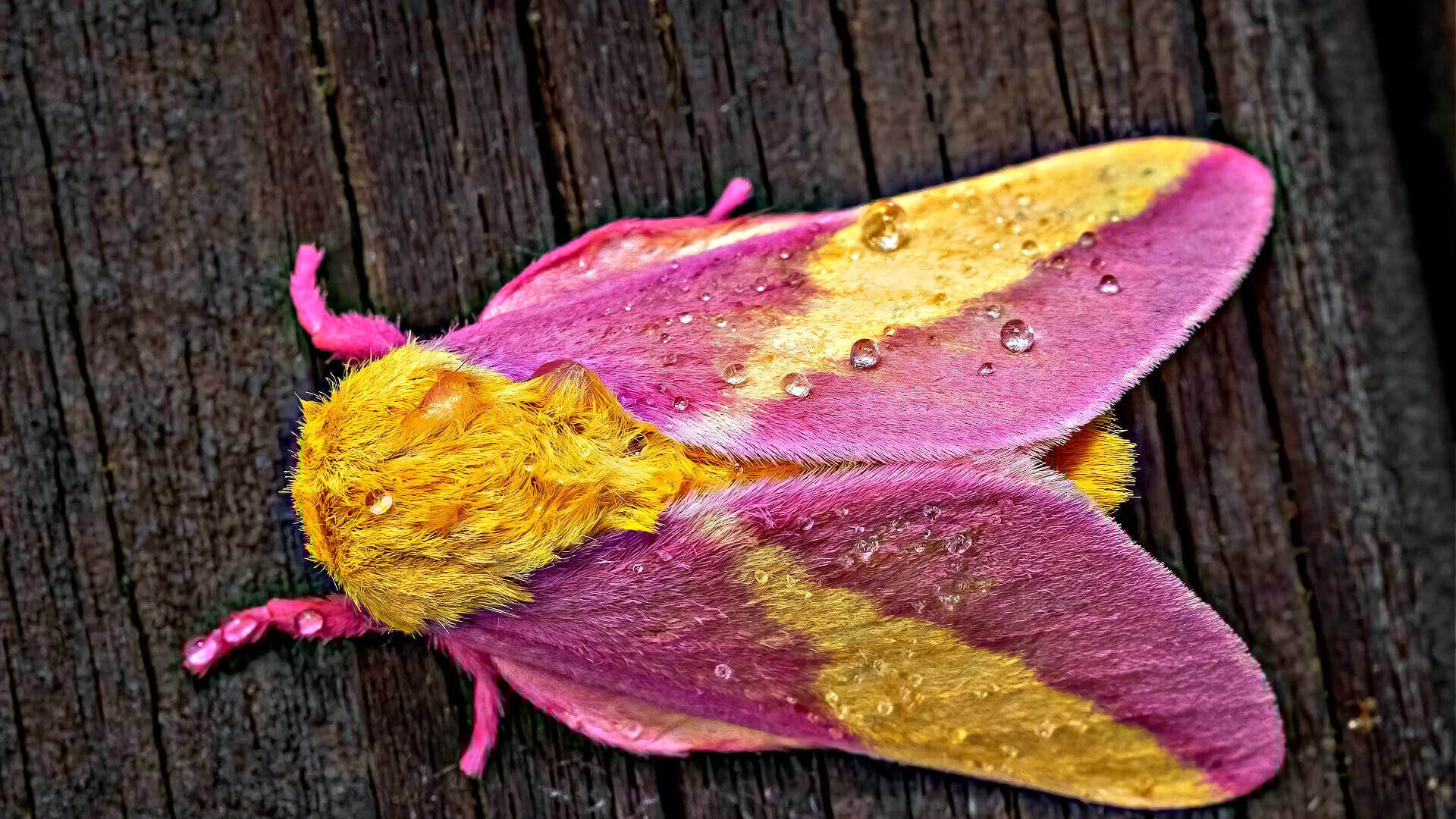 Moths: Guardians of the Night - TN Nursery