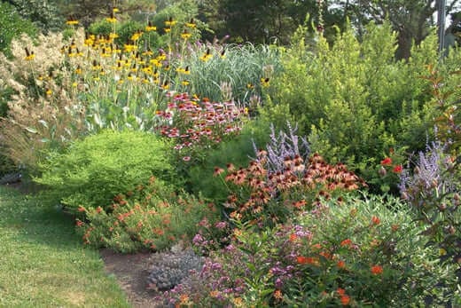 Native Plants for Your Greenhouses and Gardens - TN Nursery