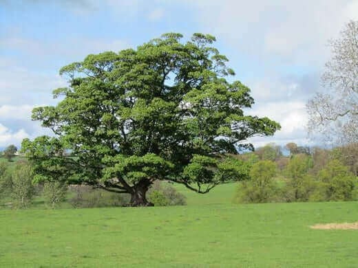 White Oak Trees: Facts and Benefits - TN Nursery