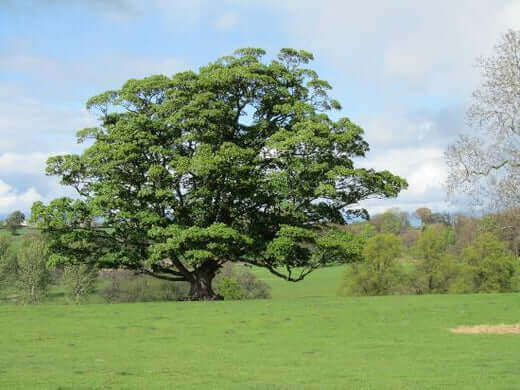 White Oak Tree