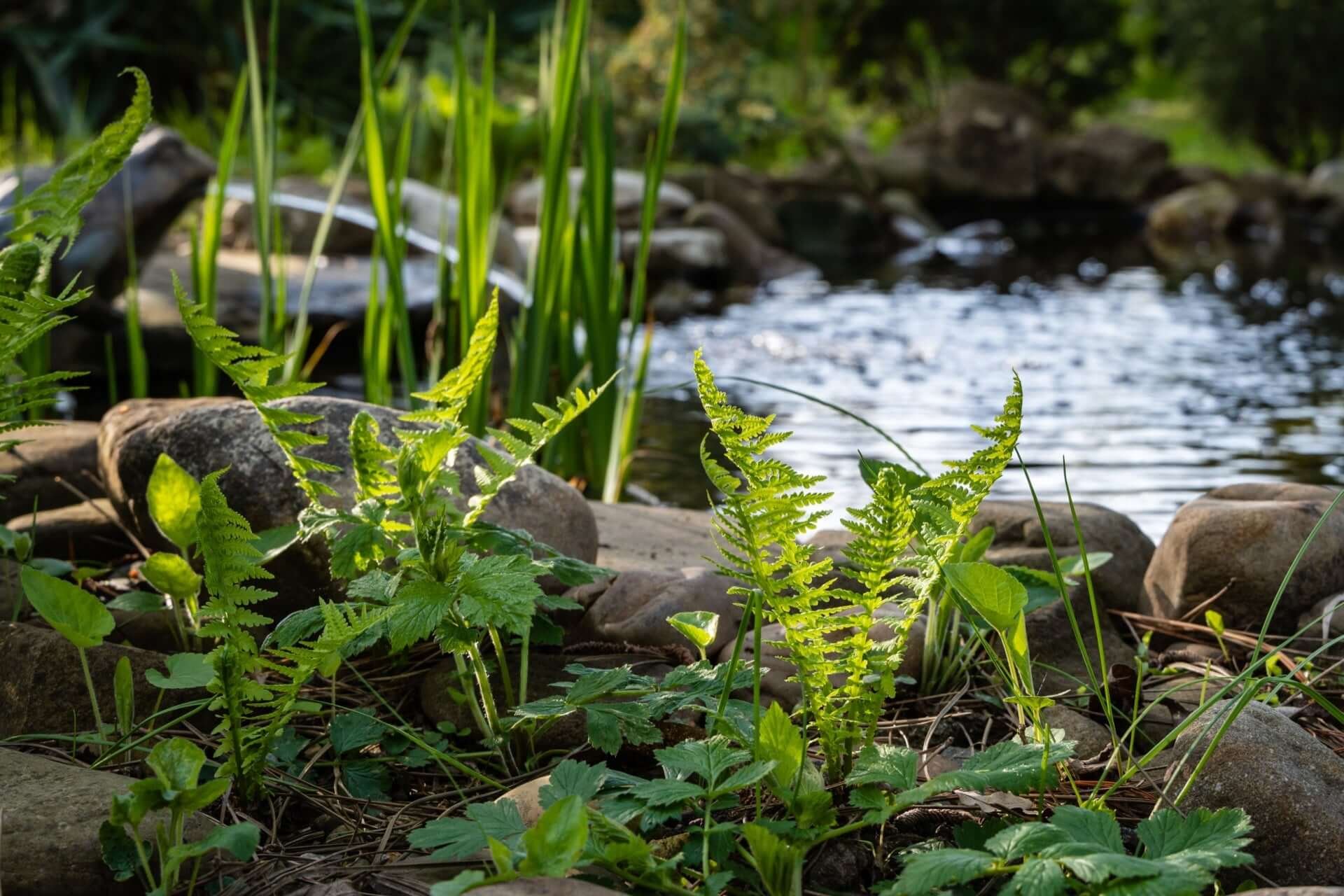 Ostrich Fern