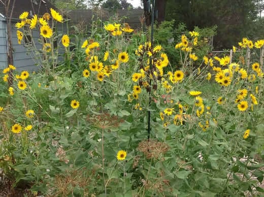 10 Best Summer Flowers. Visit TN Nursery - TN Nursery