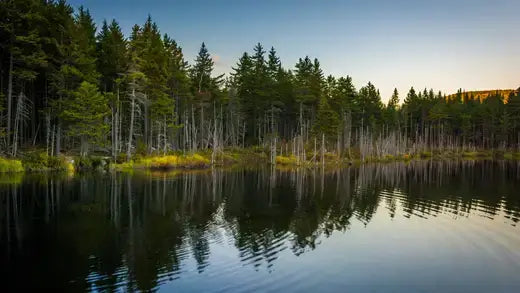 Serene lake reflecting white pine forest at golden sunset