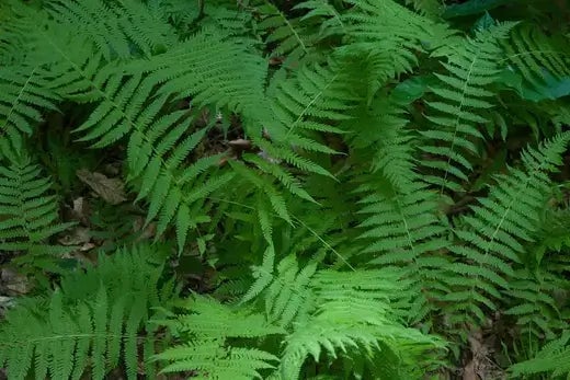 Garden and Landscaping Ideas for Home - TN Nursery