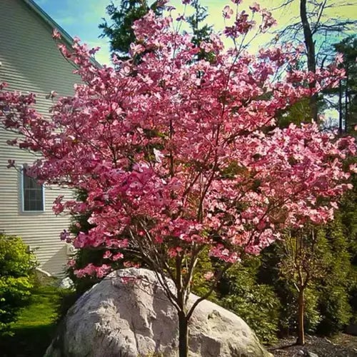 Flowering Dogwood Trees - TN Nursery