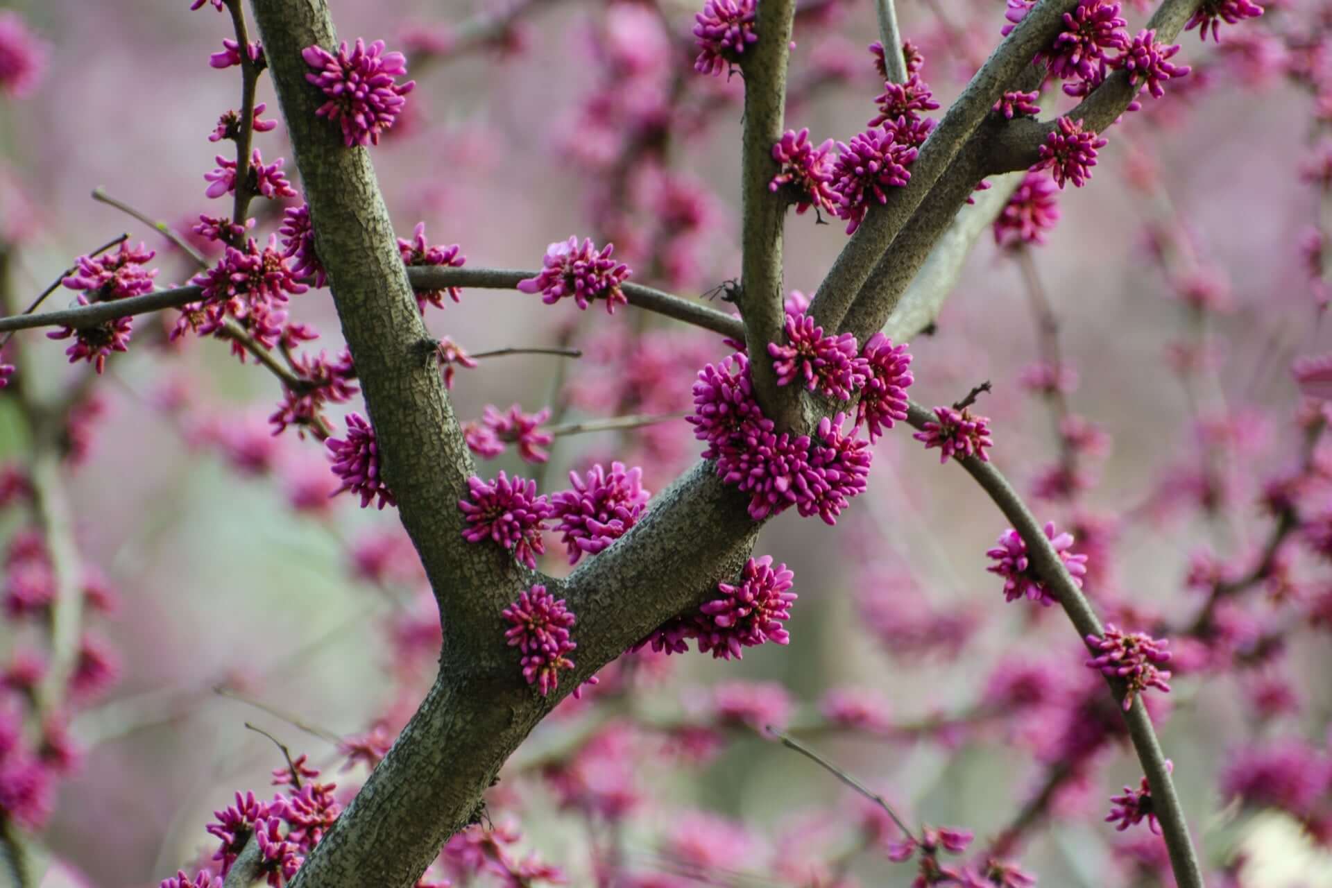 Discover the Beauty and Care of Redbud Trees Today – TN Nursery