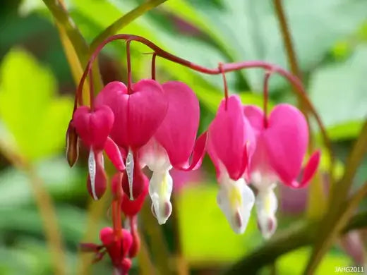 Plants for a Shade Garden 