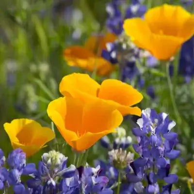 TN Nursery Review - By Sandra Gilliam - TN Nursery