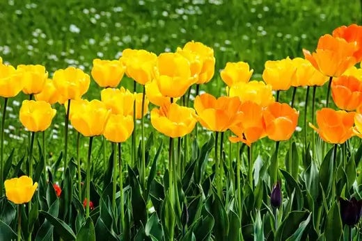 Perennial Planting Strategies to maximize your Garden's Beauty - TN Nursery