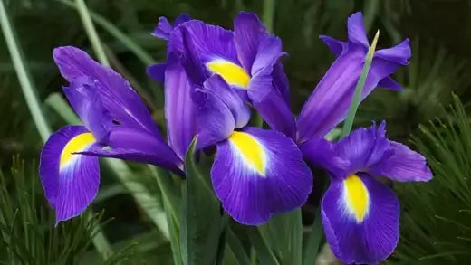 Purple Iris | Facts and Information - TN Nursery
