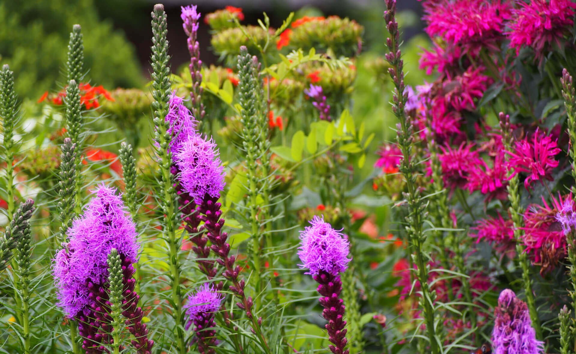 A Move Toward Native Plants - TN Nursery