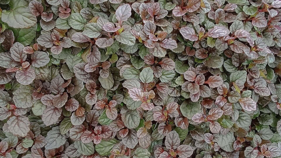 Bugleweed