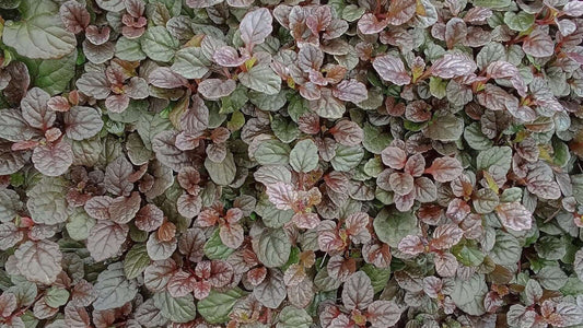 Bugleweed